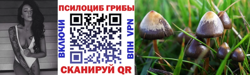 Псилоцибиновые грибы Cubensis  Видное 